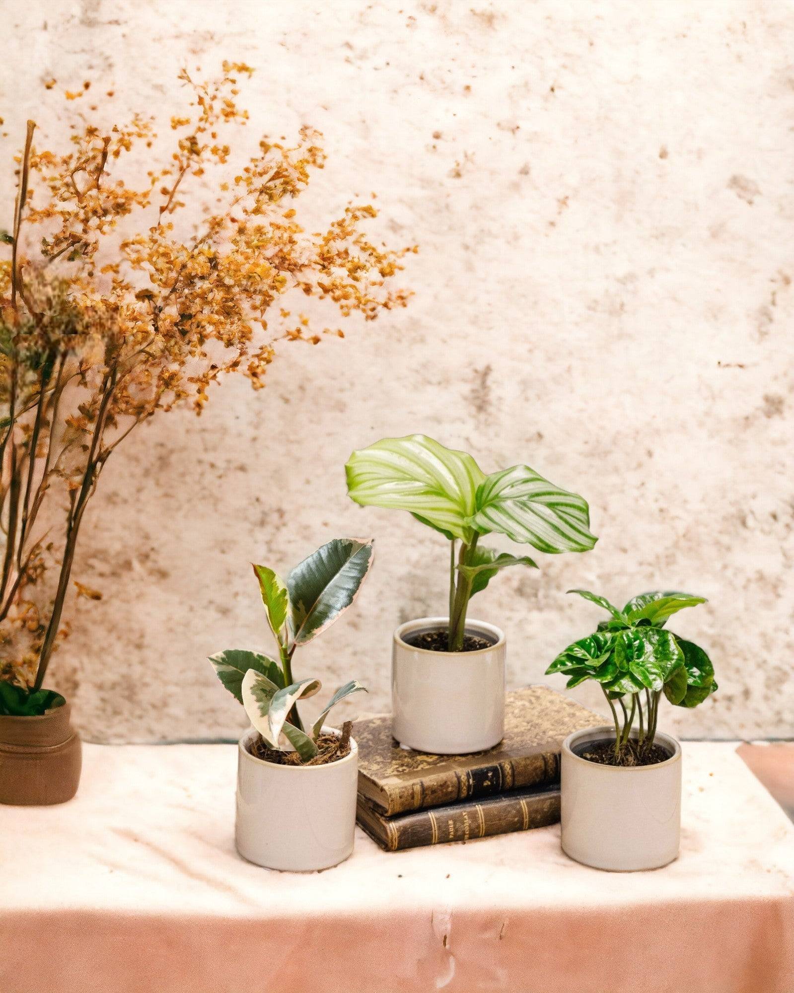 La Green Touch - Coffret baby plantes 27cm - Plante d'intérieur- La Green Touch - Imagen 2