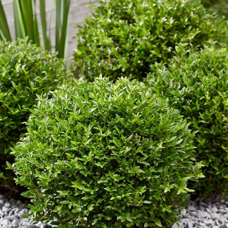 Chèvrefeuille arbustif Garden Clouds® Green Breeze 'GRLN01', Lonicera - Godet - 5/20 cm - Imagen 5