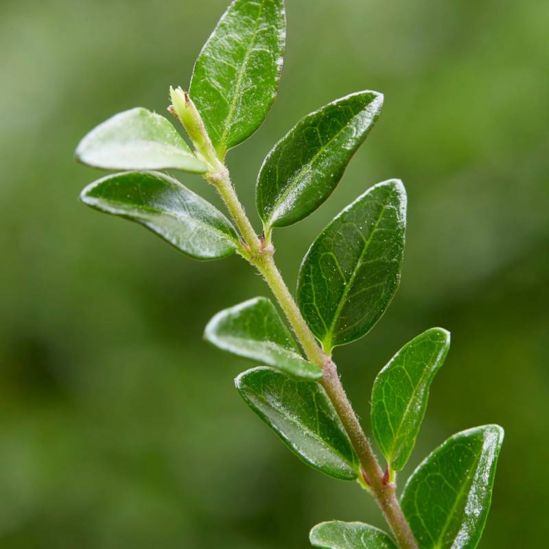 Chèvrefeuille arbustif Garden Clouds® Green Breeze 'GRLN01', Lonicera - Godet - 5/20 cm - Imagen 4