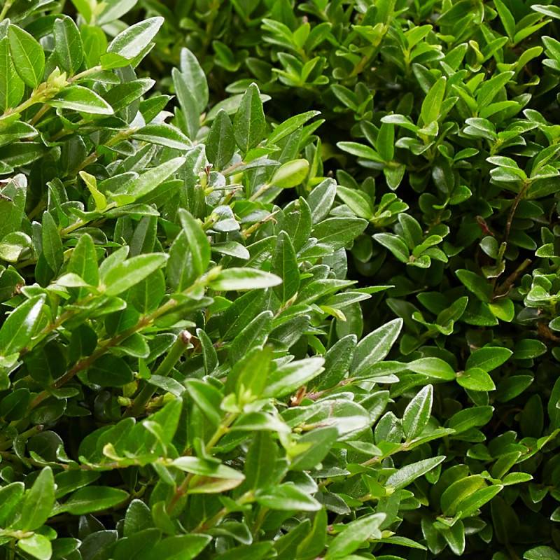 Chèvrefeuille arbustif Garden Clouds® Green Breeze 'GRLN01', Lonicera - Godet - 5/20 cm - Imagen 1