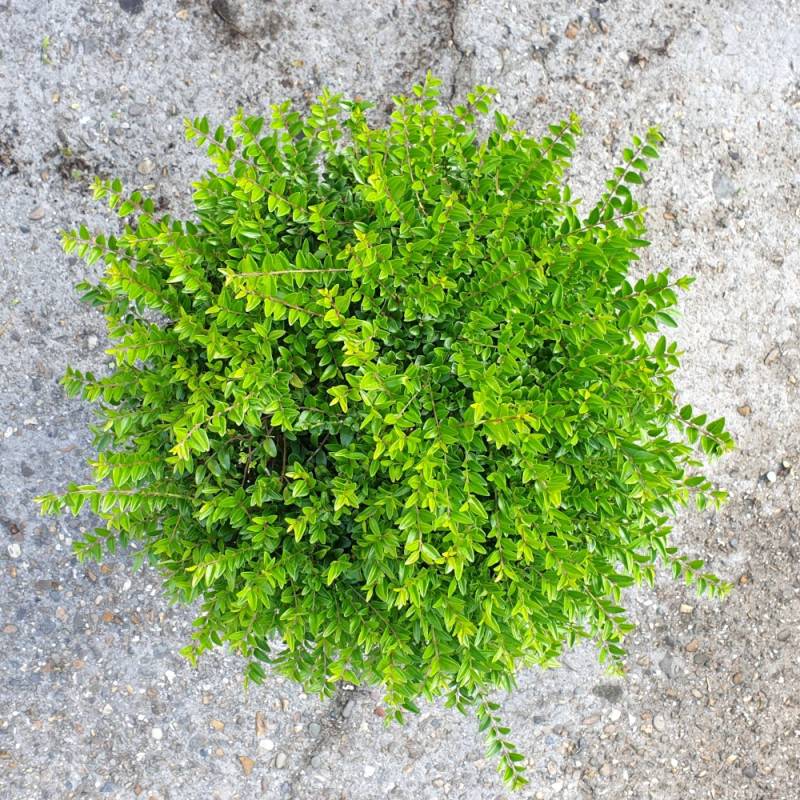 Chèvrefeuille arbustif Garden Clouds® Green Breeze 'GRLN01', Lonicera - Godet - 5/20 cm - Imagen 6