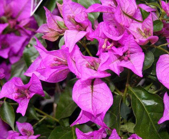0 - Bougainvillier glabra 'Sanderiana' (bougainvillier) Pot de 3,5L - 80/100cm - Image 3