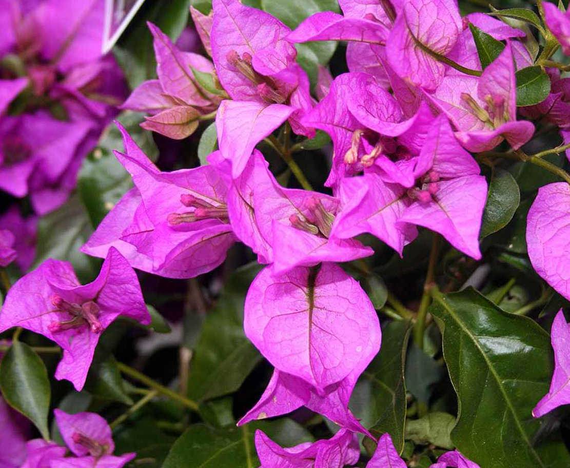 0 - Bougainvillier glabra 'Sanderiana' (bougainvillier) Pot de 3,5L - 80/100cm - Image 3