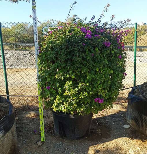 0 - Bougainvillier glabra 'Sanderiana' (bougainvillier) Pot de 3,5L - 80/100cm - Image 1