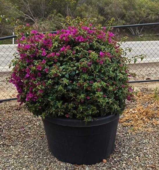 0 - Bougainvillier glabra 'Sanderiana' (bougainvillier) Pot de 3,5L - 80/100cm - Image 2