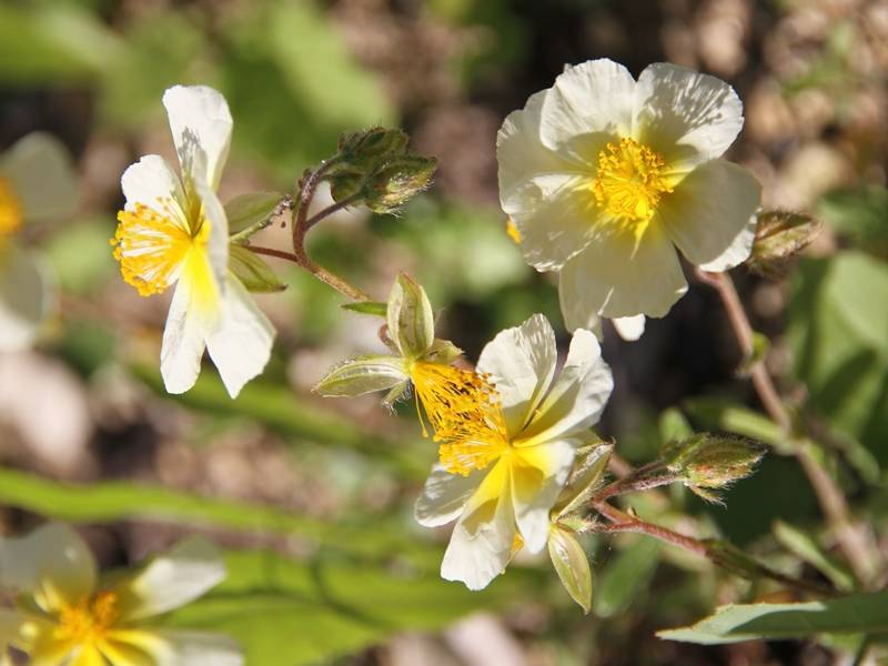 Helianthemum Elfenbeinglanz - Hélianthème jaune et blanc Godet de 8/9 cm