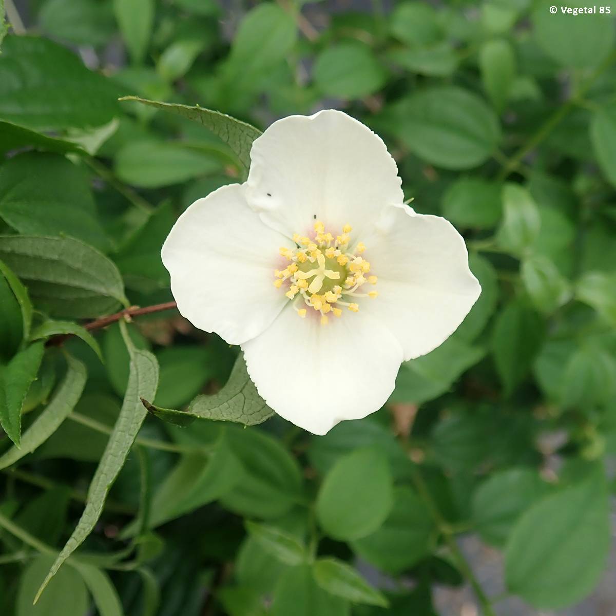 Seringat du Mexique - Philadelphus mexicanus Pot de 3L/4L - Image 1