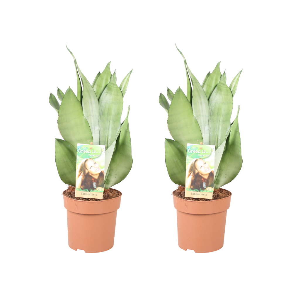 Sansevieria Moonshine - H40cm