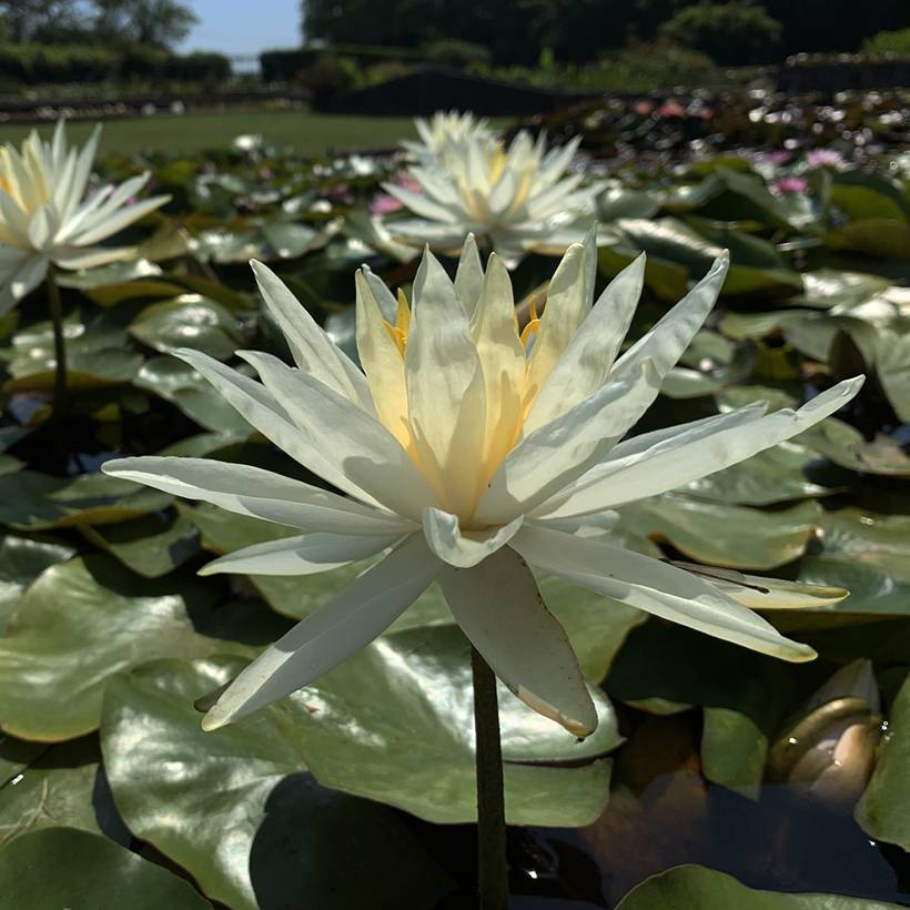 Promesse de Fleurs - Nymphaea Hal Miller - Nénuphar blanc rustique Pot de 1,5L/2L