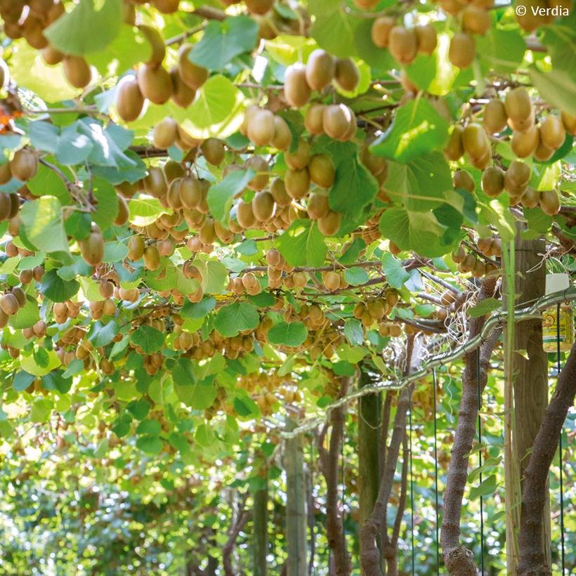 Promesse de Fleurs - Duo Kiwis jaunes kiw'Happy mâle et femelle réunis dans un pot Pot de 4L/5L
