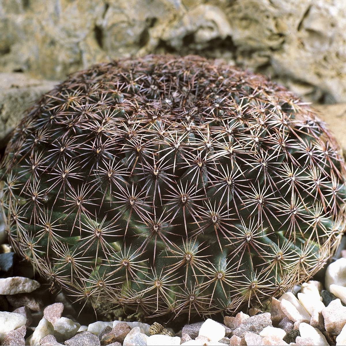 Promesse de Fleurs - Cactus - Mammillaria heyderi Mini-plante