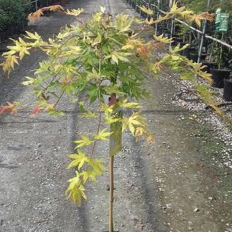 Érable du Japon - Acer palmatum Cascade Gold Pot de 12L/15L, Quart de tige