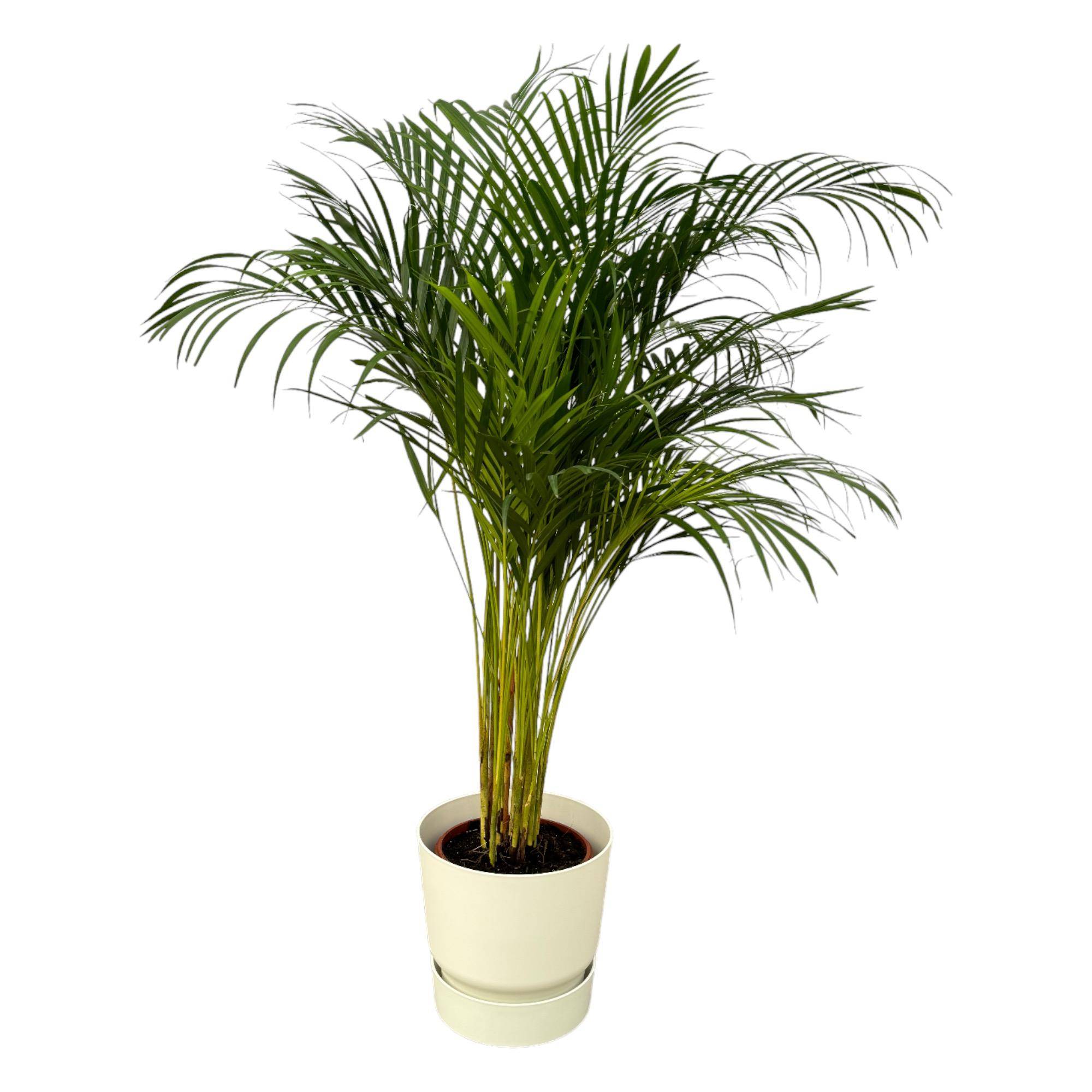 Palmier Areca - Plantes d'intérieur - Image 1