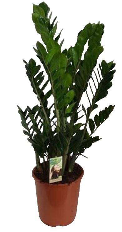 La Green Touch - Zamioculcas Zamiifolia 100cm - Plante d'intérieur- La Green Touch - Imagen 2
