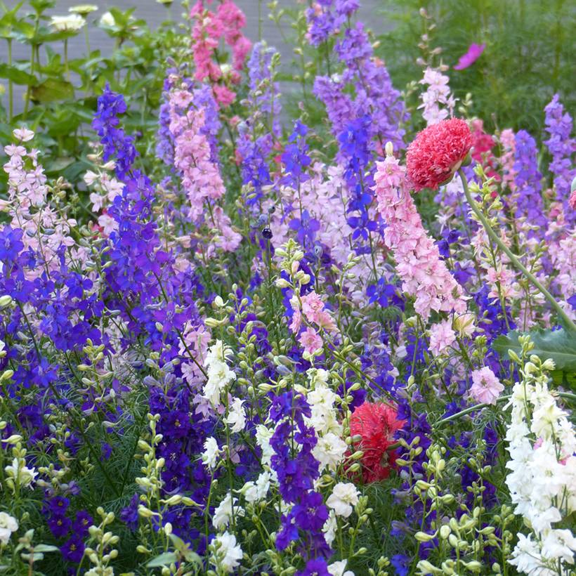 Graines de Delphinium Imperial Mix - Pied d'Alouette annuel le sachet de 350 graines environ (1g)