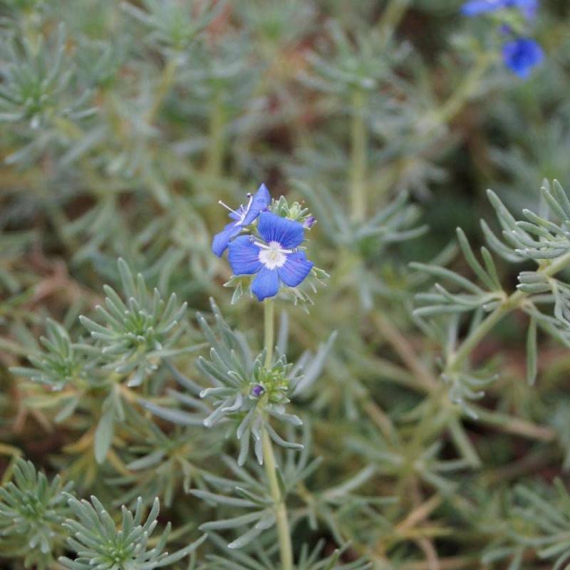 Véronique d'Arménie à fleurs Bleue/ - feuillage Persistant - Godet - 5/20 cm - Imagen 5