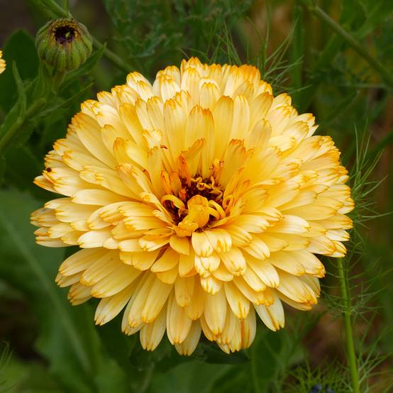 Promesse de Fleurs - Graines de Souci Pacific Beauty Apricot - Calendula officinalis le sachet de 300 graines environ (2,5g)