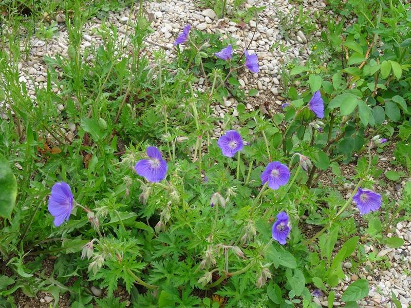 Géranium vivace Orion Godet de 8/9 cm - Image 2