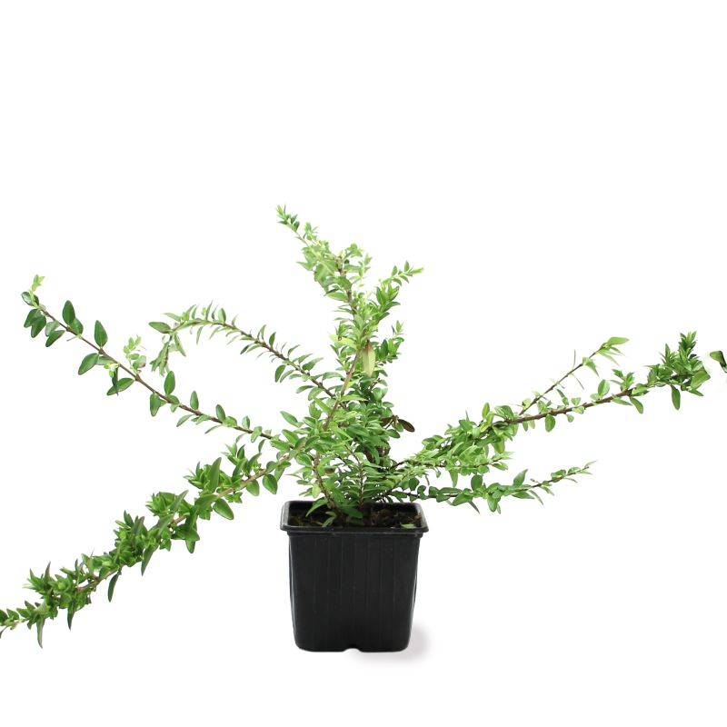 Chèvrefeuille à feuilles de buis 'Maigruen' (Lonicera nitida 'Maigruen') - Godet - Taille 13/25cm - Pépinières Naudet - Imagen 2