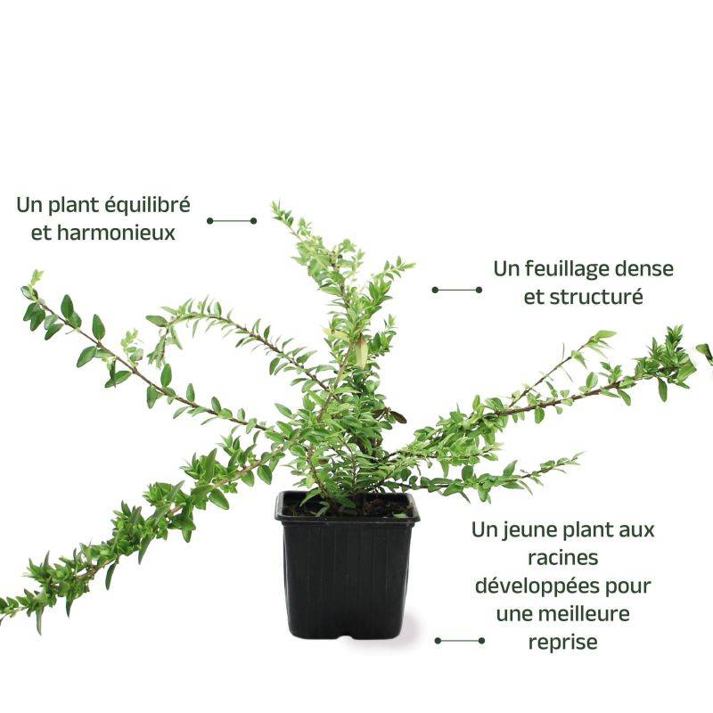 Chèvrefeuille à feuilles de buis 'Maigruen' (Lonicera nitida 'Maigruen') - Godet - Taille 13/25cm - Pépinières Naudet - Imagen 3