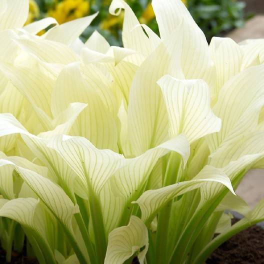 Hosta White Feather Pot de 1,5L/2L