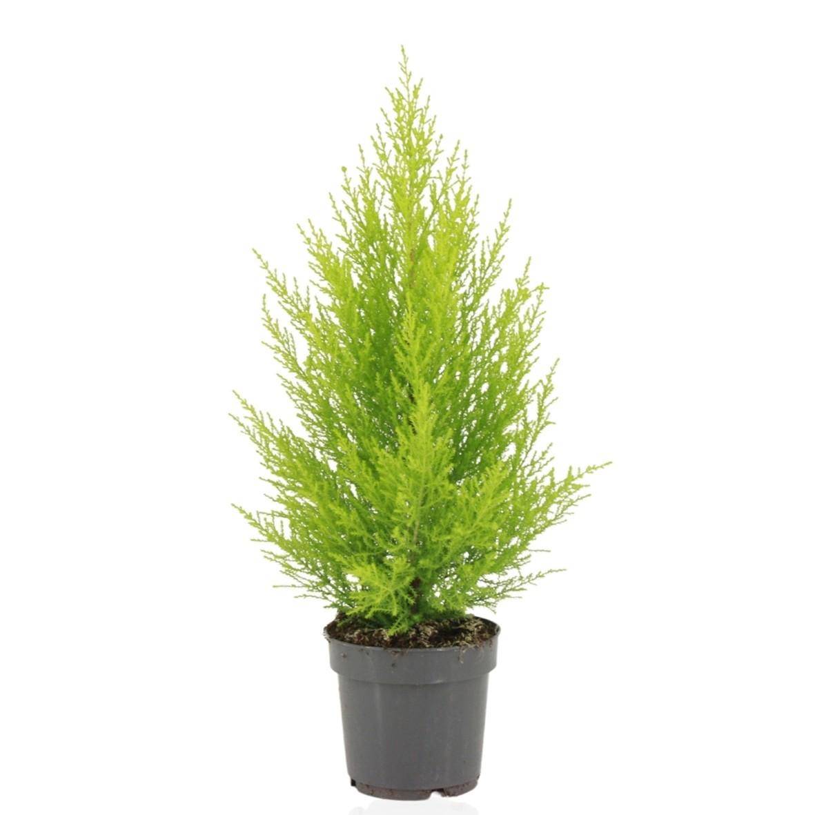 Cupressus Macrocarpa Goldcrest Wilma - Ø14cm - ↕55cm - Plantes d'intérieur - Image 1