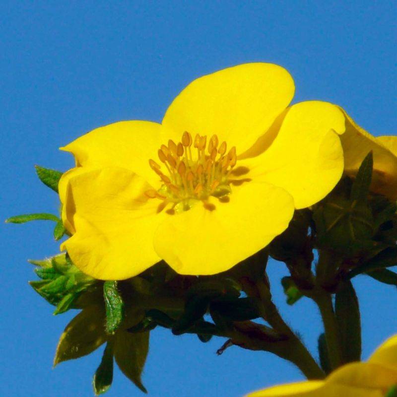 Potentille arbustive 'Goldfinger' (Potentilla fruticosa 'Goldfinger') - Godet - Taille 10/15cm - Pépinières Naudet