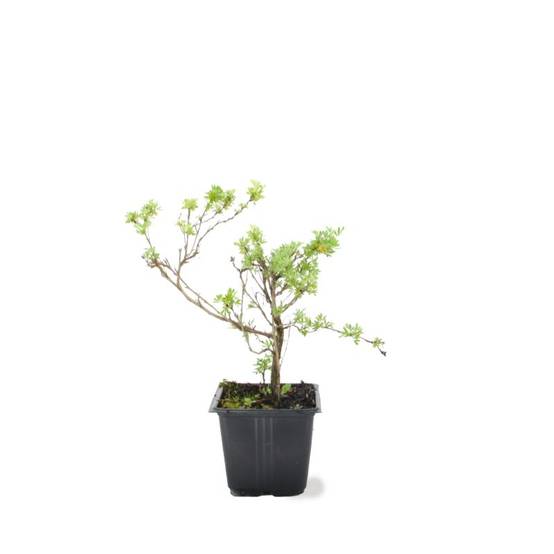 Potentille arbustive 'Goldfinger' (Potentilla fruticosa 'Goldfinger') - Godet - Taille 10/15cm - Pépinières Naudet - Image 2