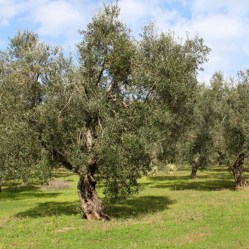 Promesse de Fleurs - Olivier Frantoio - Olea europaea Pot de 3L/4L