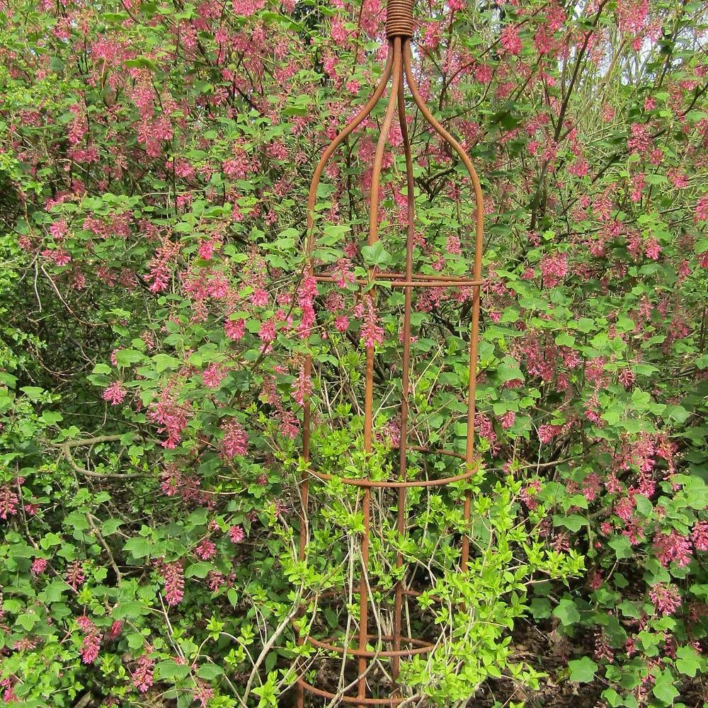 Forsythia rose de Corée, Abeliophyllum - Pot de 3L - 40/60 cm - Image 1