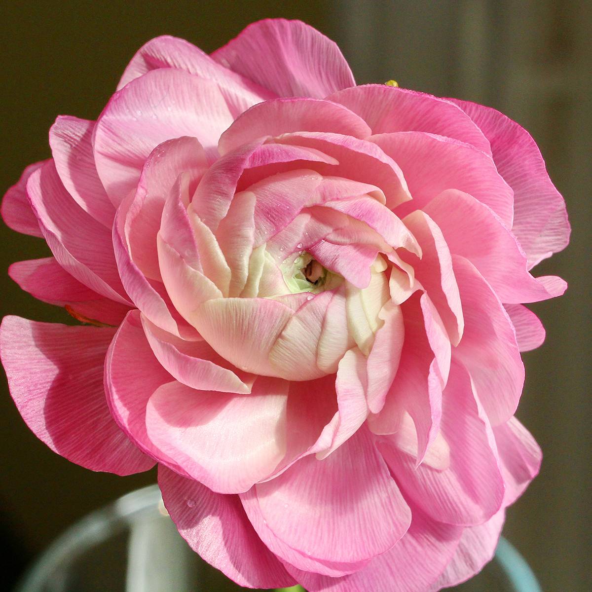 Promesse de Fleurs - Renoncule asiatique double rose Bulbe calibre 8+ (par 20)