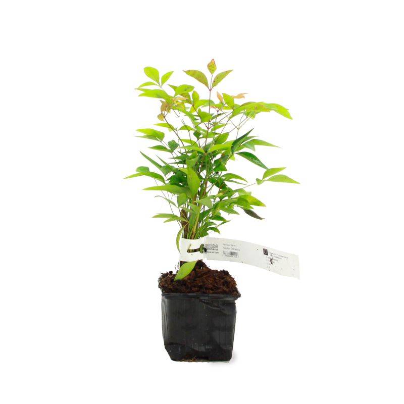 Bambou sacré (Nandina domestica) - Godet - Taille 10/15cm - Pépinières Naudet - Imagen 2