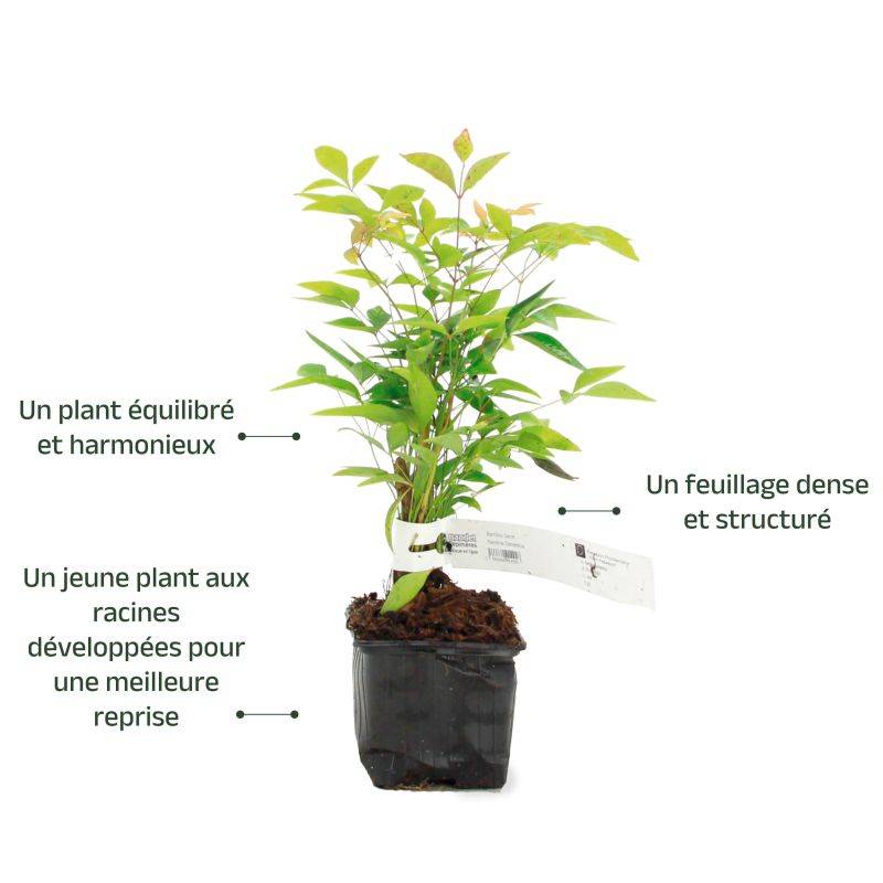 Bambou sacré (Nandina domestica) - Godet - Taille 10/15cm - Pépinières Naudet - Imagen 3