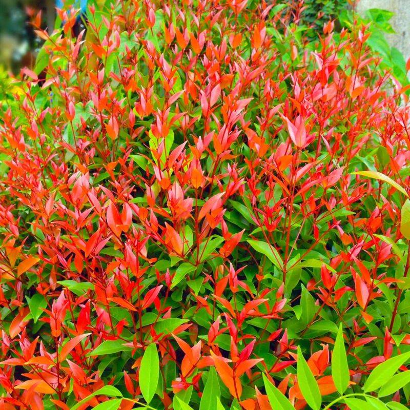 Bambou sacré (Nandina domestica) - Godet - Taille 10/15cm - Pépinières Naudet - Imagen 1