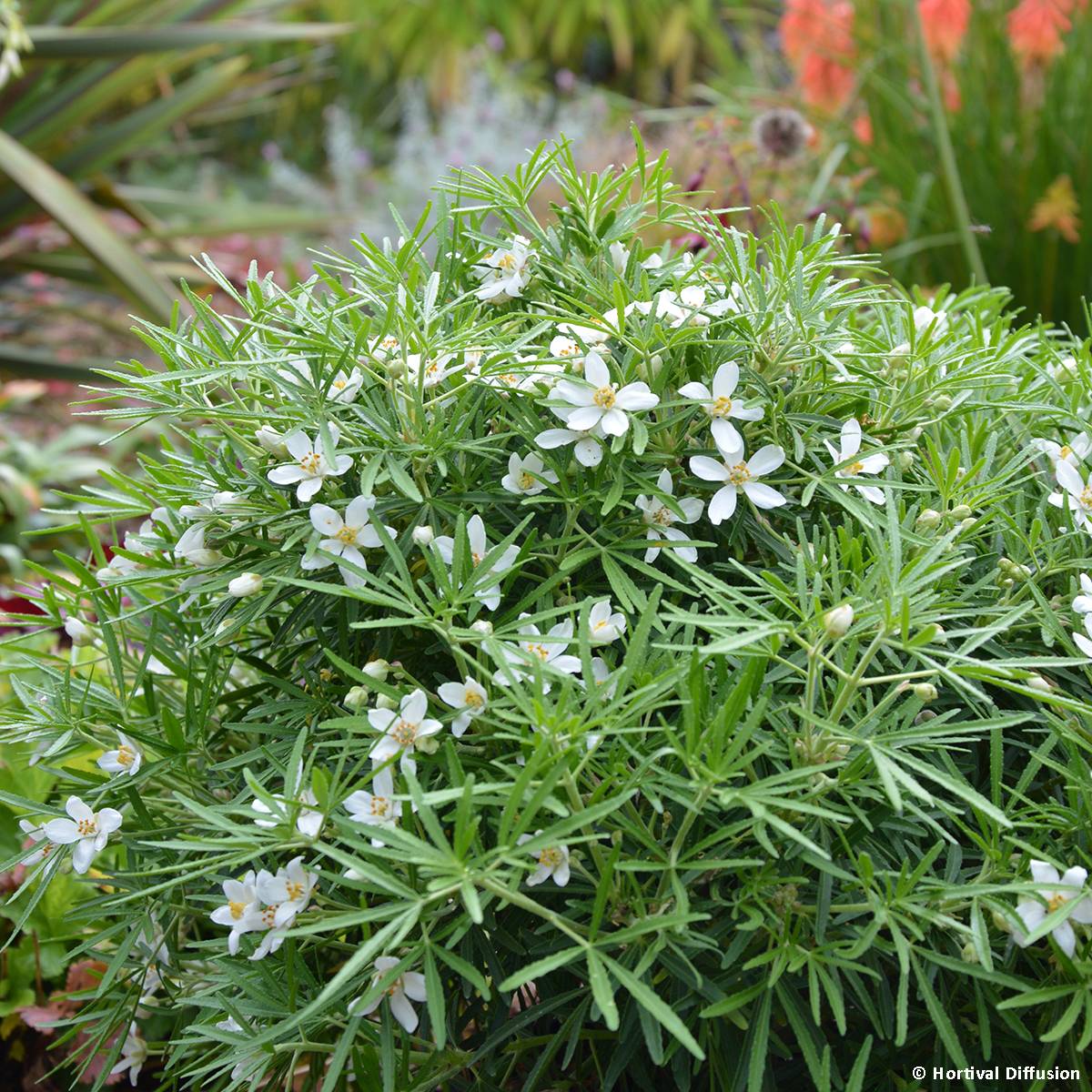 Promesse de Fleurs - Choisya Little Bee - Oranger du Mexique Pot de 3L/4L