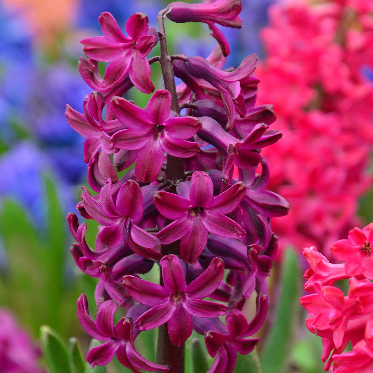 Promesse de Fleurs - Jacinthe Woodstock préparée pour le forçage Bulbe calibre 17/18 (par 3)