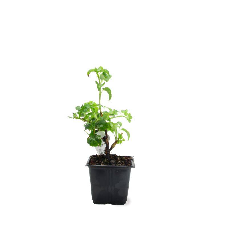 Hortensia Grimpant 'Petiolaris' (Hydrangea) - Godet - Taille 15/30cm - Pépinières Naudet - Imagen 2