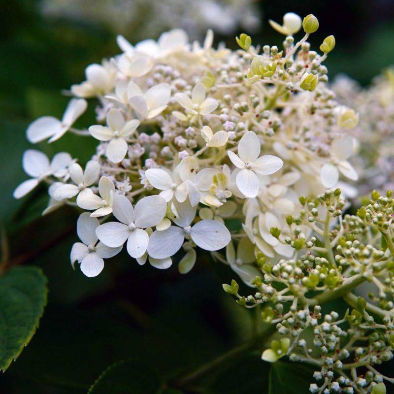 Hortensia Grimpant 'Petiolaris' (Hydrangea) - Godet - Taille 15/30cm - Pépinières Naudet - Imagen 1
