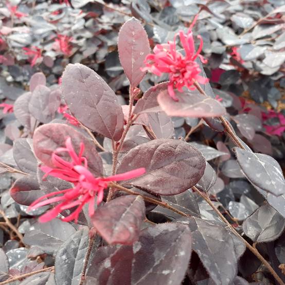 Loropetalum chinense Rouge de la Majorie - Loropétale de Chine Pot de 3L/4L