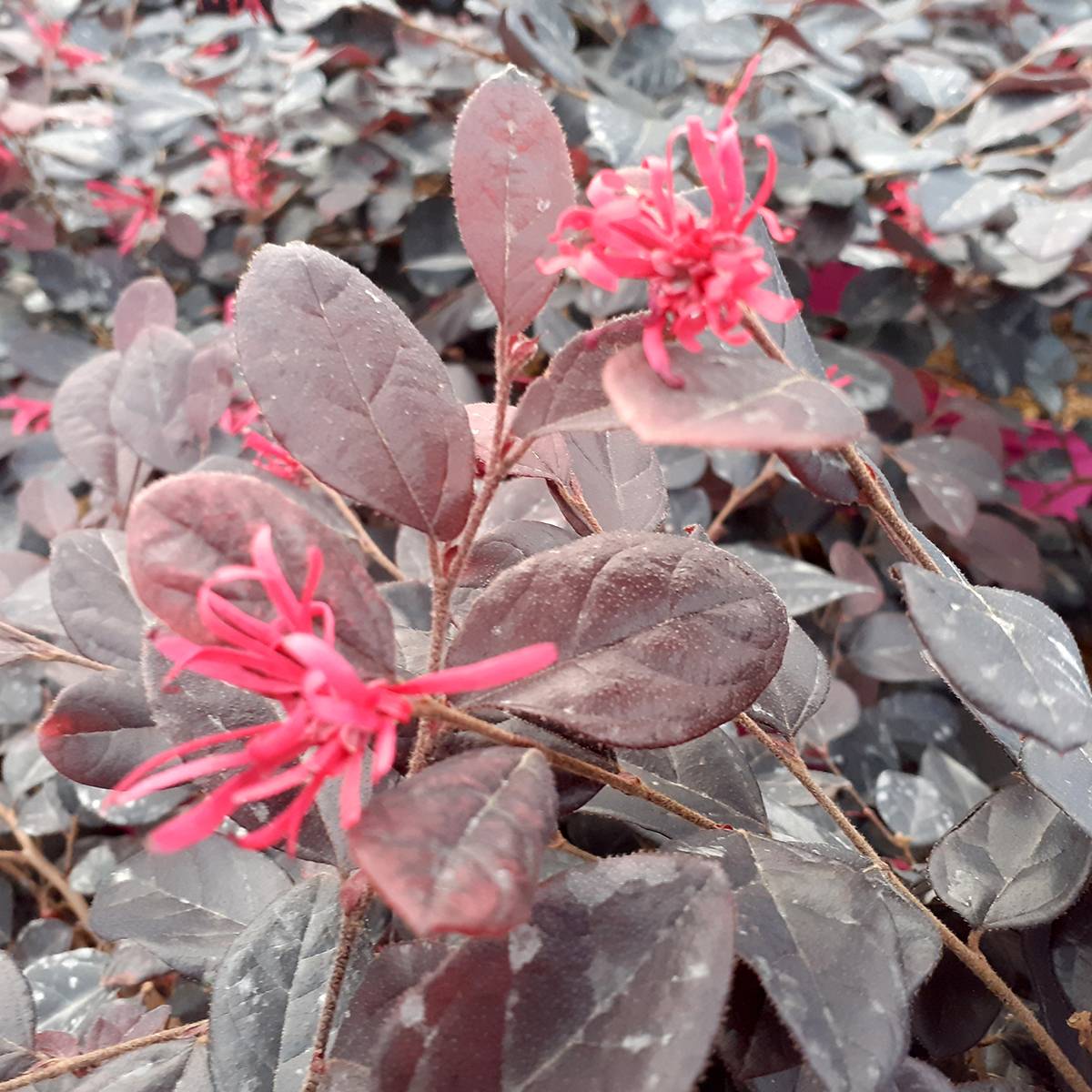 Loropetalum chinense Rouge de la Majorie - Loropétale de Chine Pot de 3L/4L