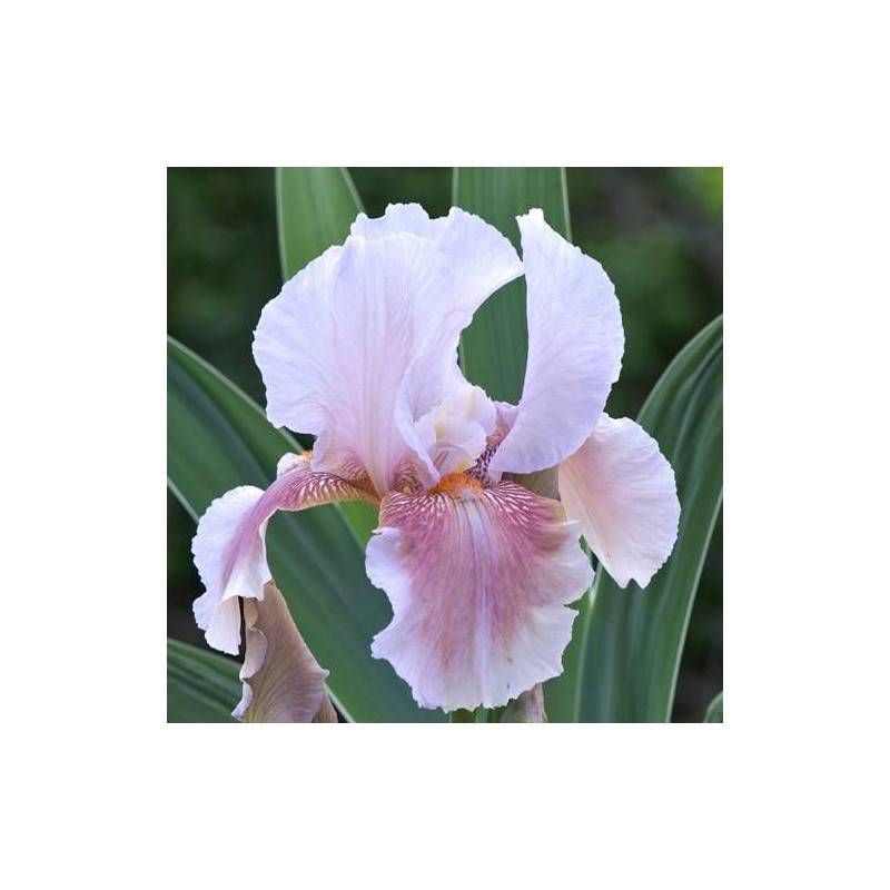Iris des jardins Delicato à fleurs Rose/Blanche - feuillage Caduc - Godet - 5/20 cm - Imagen 1