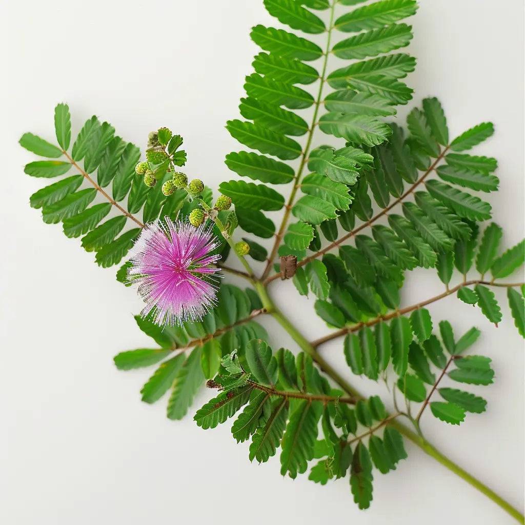 Semisauvage Permaculture - 60 Graines de Sensitive (Mimosa pudica) - SemiSauvage Permaculture - Image 1
