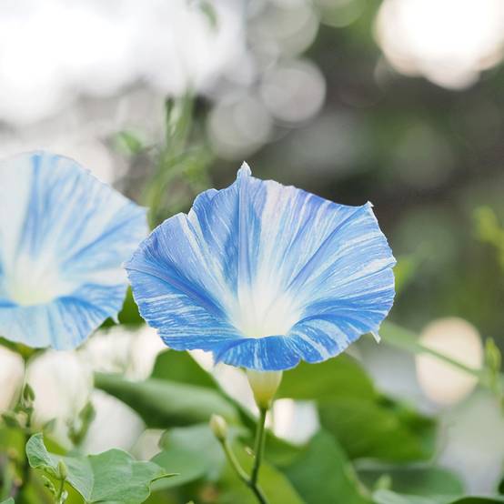 Graines d'Ipomée Flying Saucer - Ipomoea tricolor le sachet de 50 graines environ (2g)