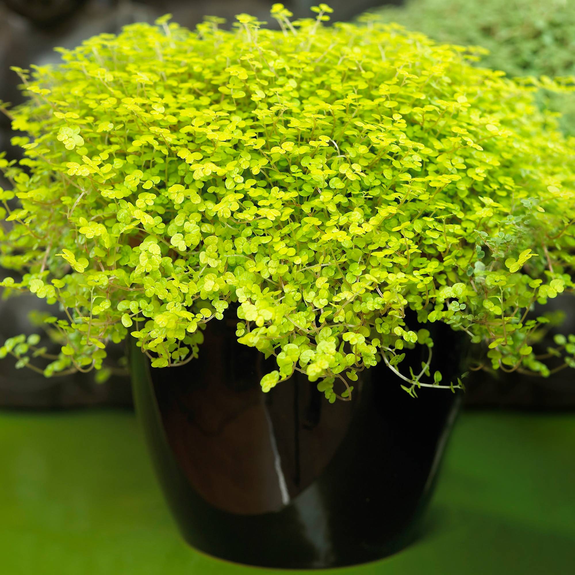 Gardenersdream - Soleirolia Helxine Jaune | Plante D’Interieur De 10 À 20 Cm En Pot | Cadeau De Bureau À Domicile - GardenersDream - Imagen 1