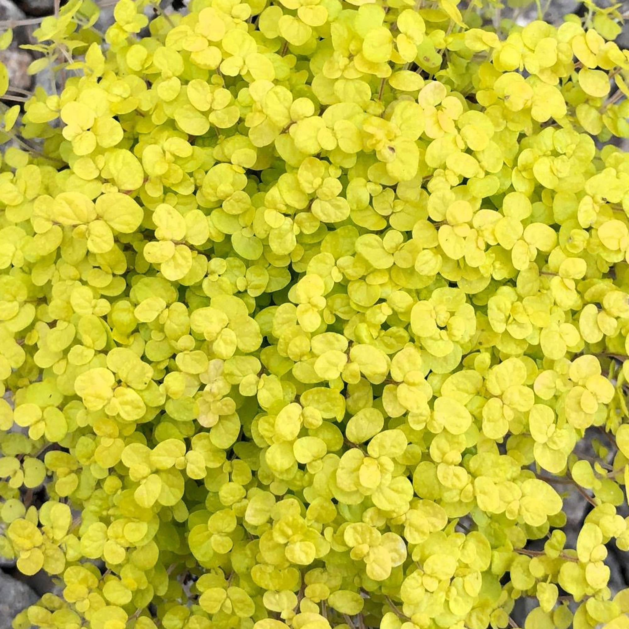 Gardenersdream - Soleirolia Helxine Jaune | Plante D’Interieur De 10 À 20 Cm En Pot | Cadeau De Bureau À Domicile - GardenersDream - Imagen 2