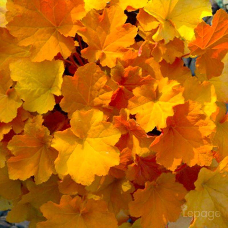 3 Heuchères 'Caramel' (Heuchera 'Caramel') - Lot de 3 vivaces - Pépinières Naudet