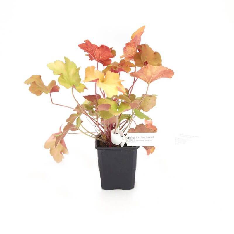 3 Heuchères 'Caramel' (Heuchera 'Caramel') - Lot de 3 vivaces - Pépinières Naudet - Image 2