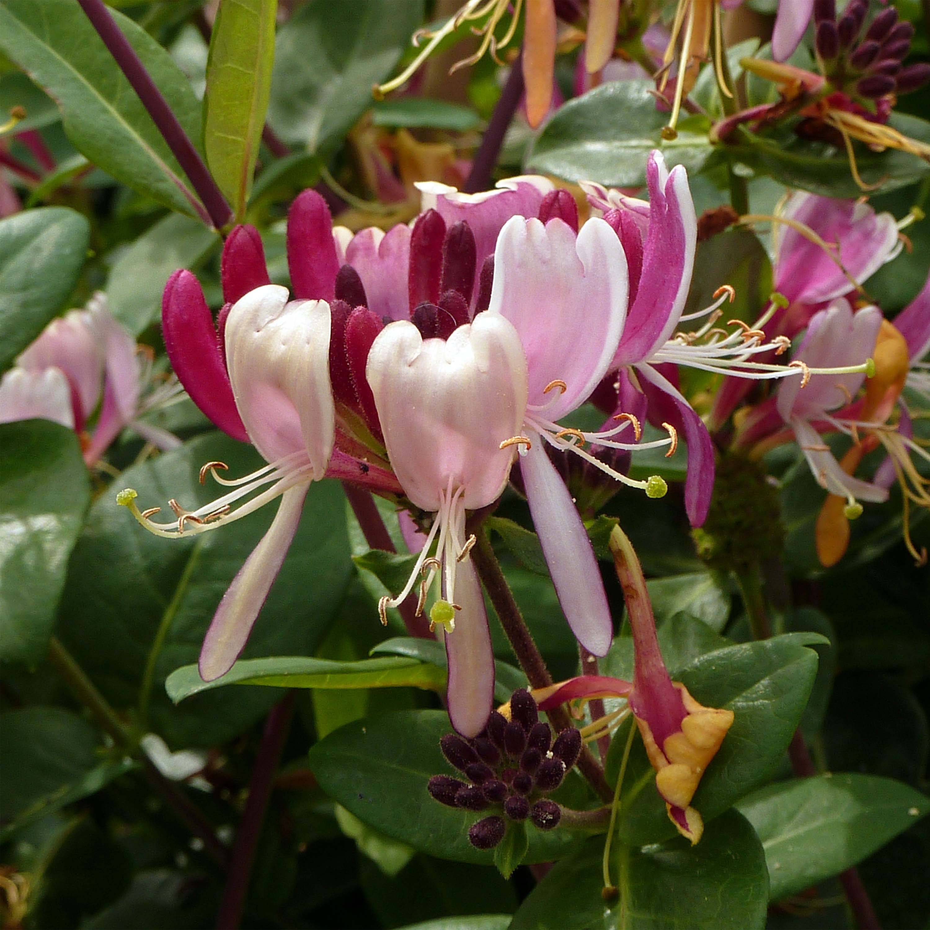 Promesse de Fleurs - Chèvrefeuille des bois - Lonicera periclymenum Serotina Pot de 2L/3L