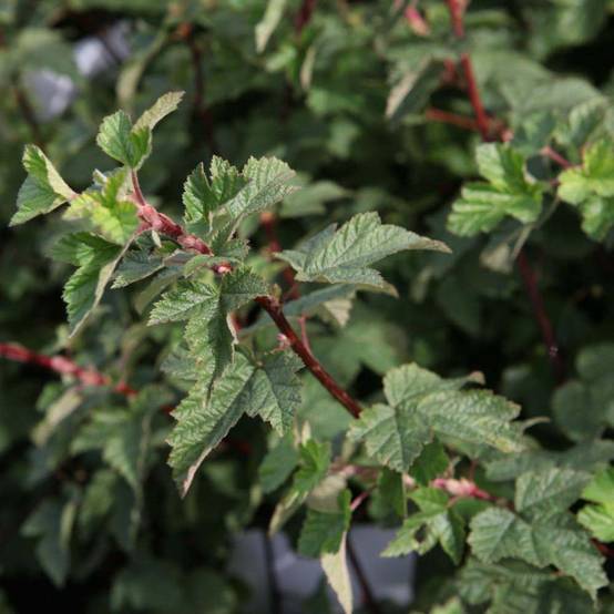 Physocarpus capitatus Tilden Park Pot de 3L/4L - Image 1
