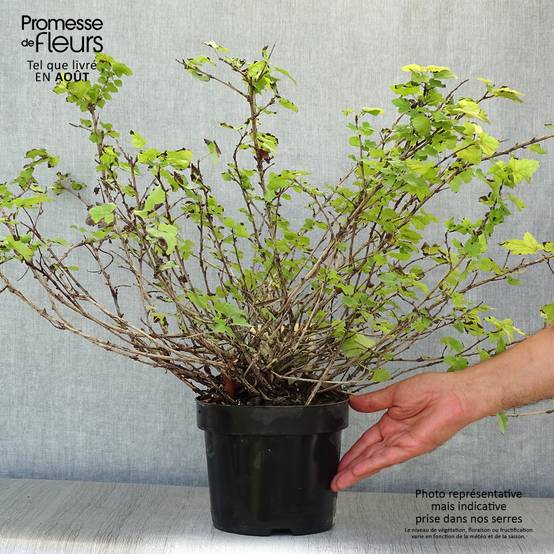 Physocarpus capitatus Tilden Park Pot de 3L/4L - Image 2